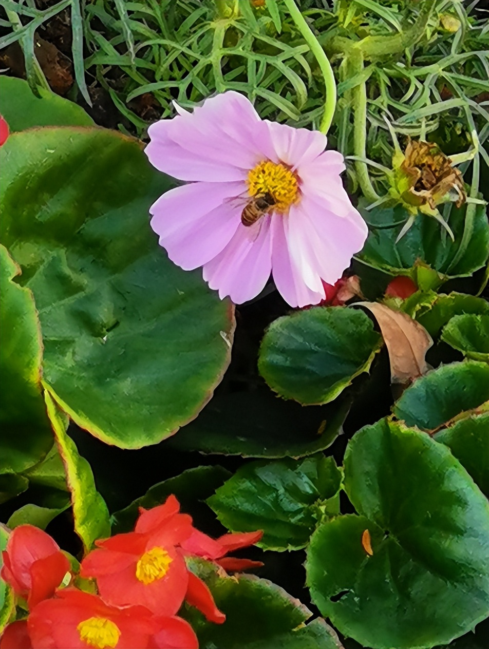 刘柏荣|豪*欲情**把春留住:花困东君酒点唇(原创诗词十首)