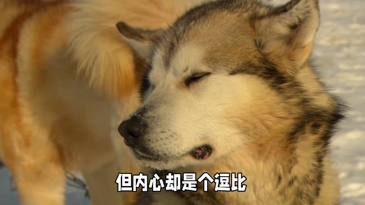博美和阿拉斯加犬哪个好养,阿拉斯加犬和德牧哪个好养