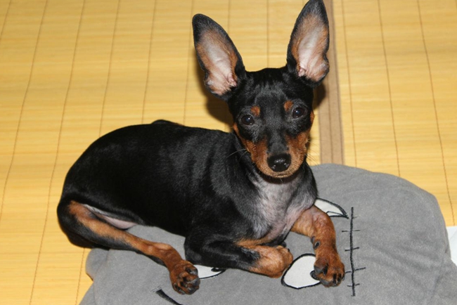 小鹿犬皮肤病怎么治?需要打针不?不打针可以不?