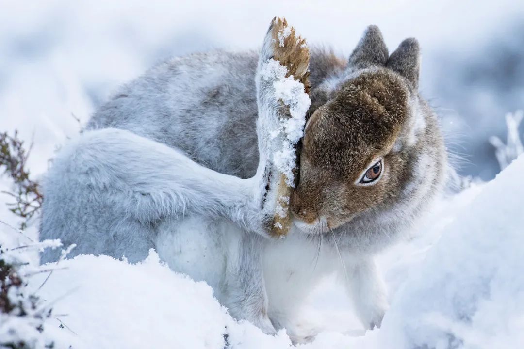 兔年说兔,让我们重新认识一下兔子