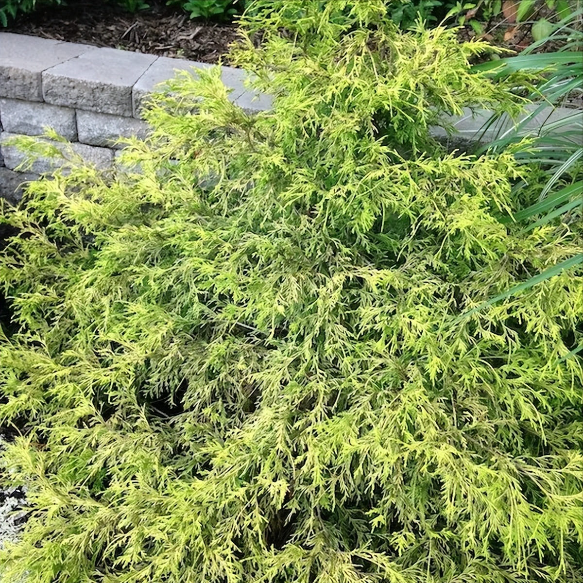 小庭院种植什么灌木好,适合阳台庭院灌木