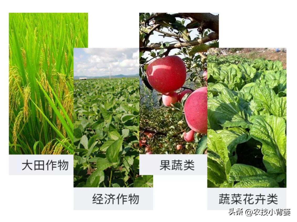 菌剂和菌肥哪一种更好,菌剂和菌肥有什么区别