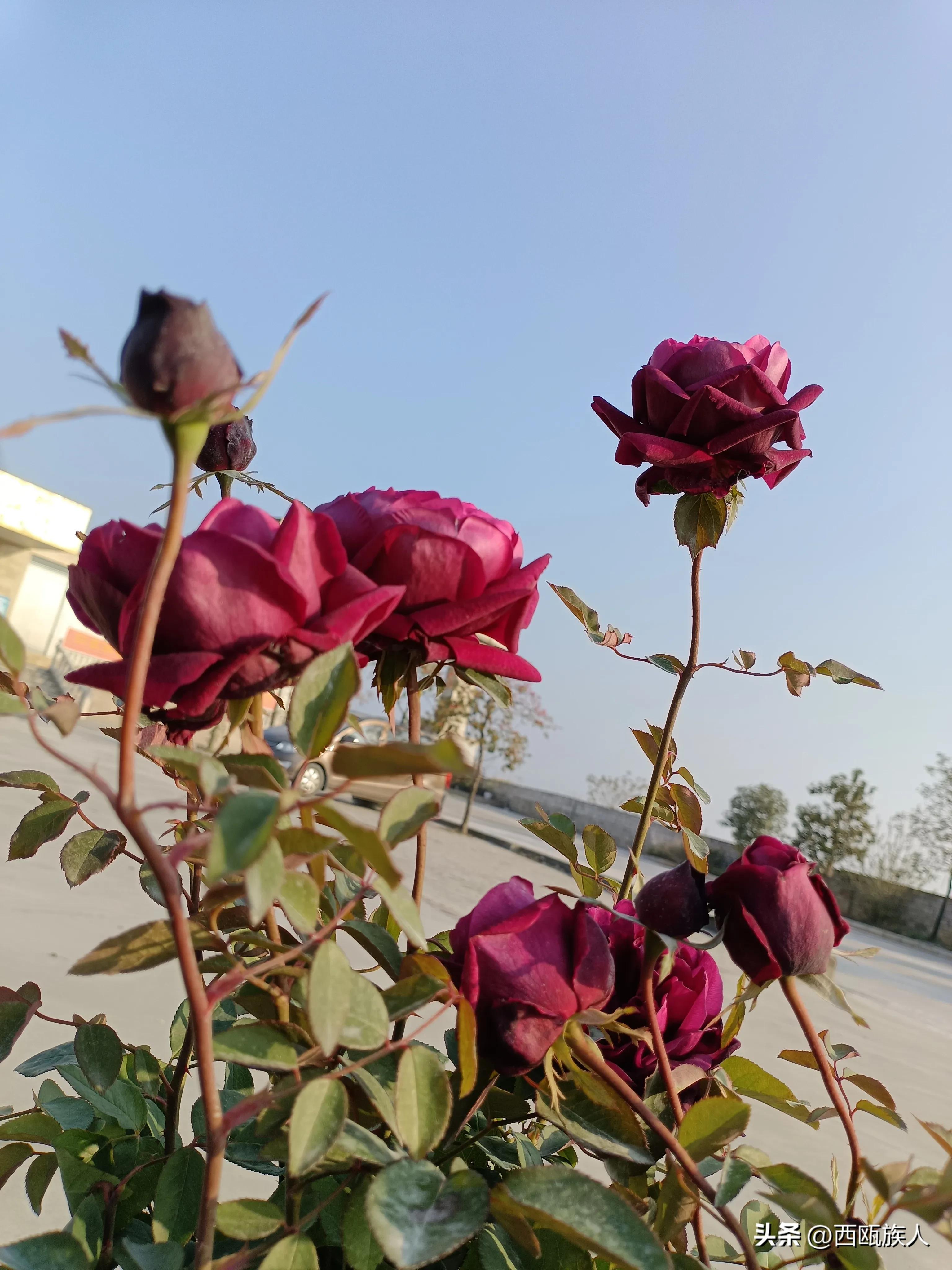 深红色月季城堡,神秘月季花