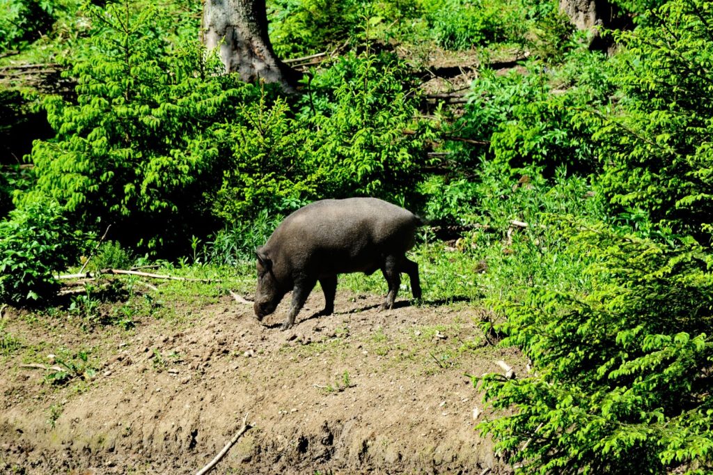 农村老人常说：猪是蛇的克星，是真的吗？难道猪不怕蛇毒吗？