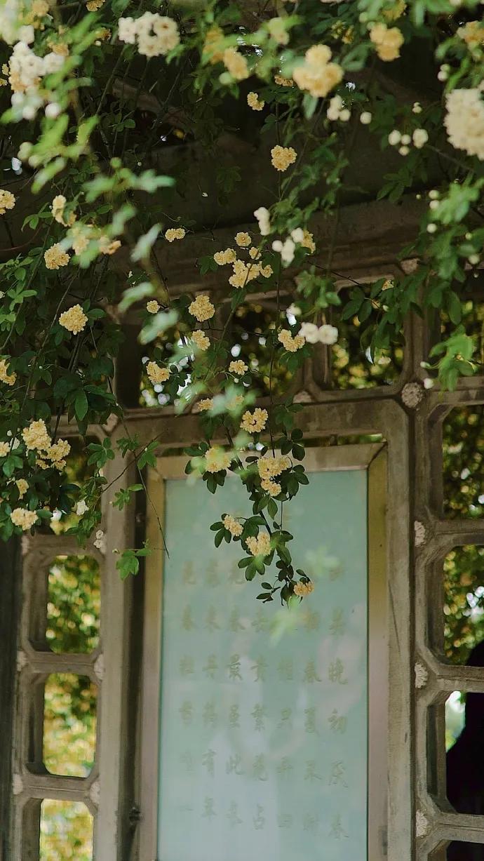 黄色系花朵壁纸,白色郁金香花田壁纸