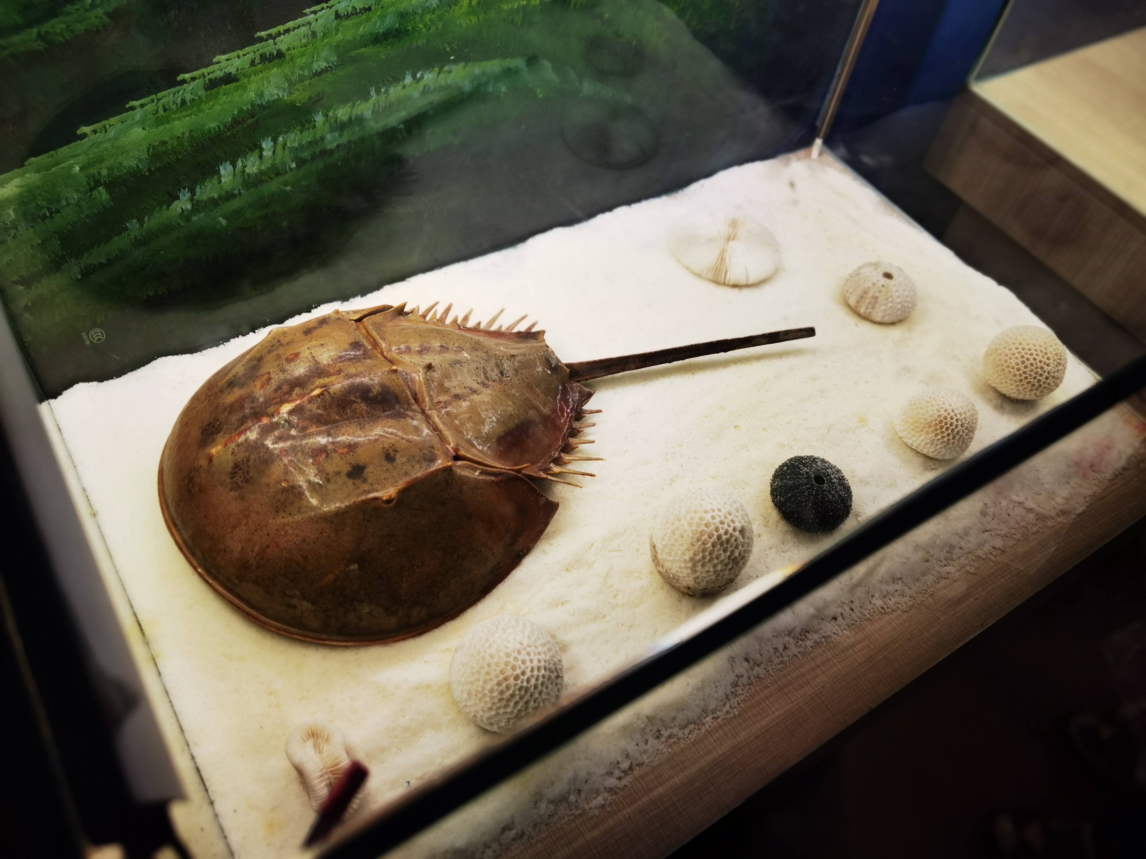 寿光极地海洋游记,五一寿光海洋极地世界