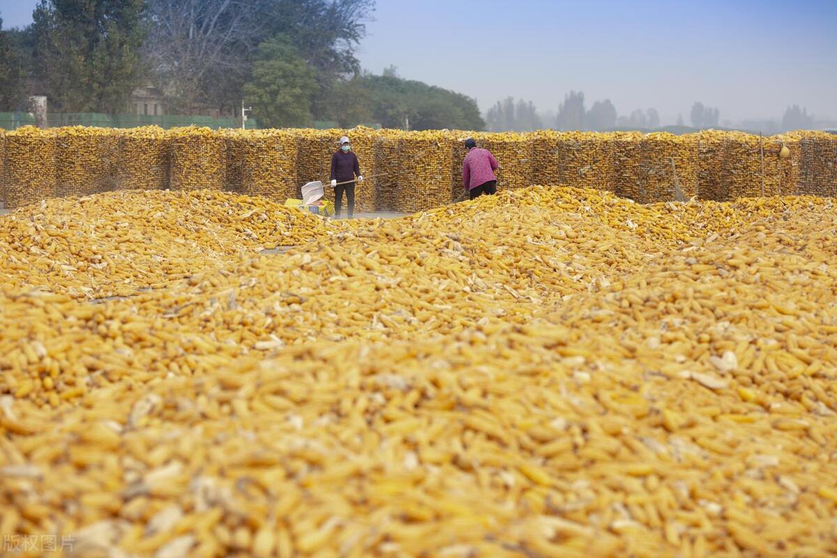 中国玉米市场走向明确,玉米市场迎来转机