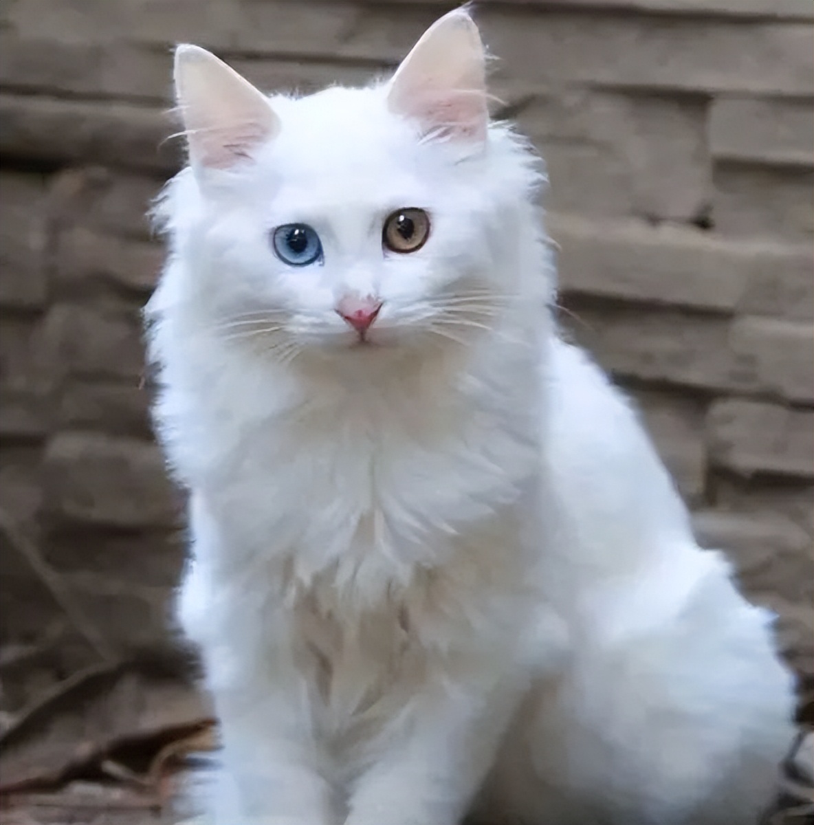 古代猫咪的名字都叫什么,猫咪在古代的名字有哪些