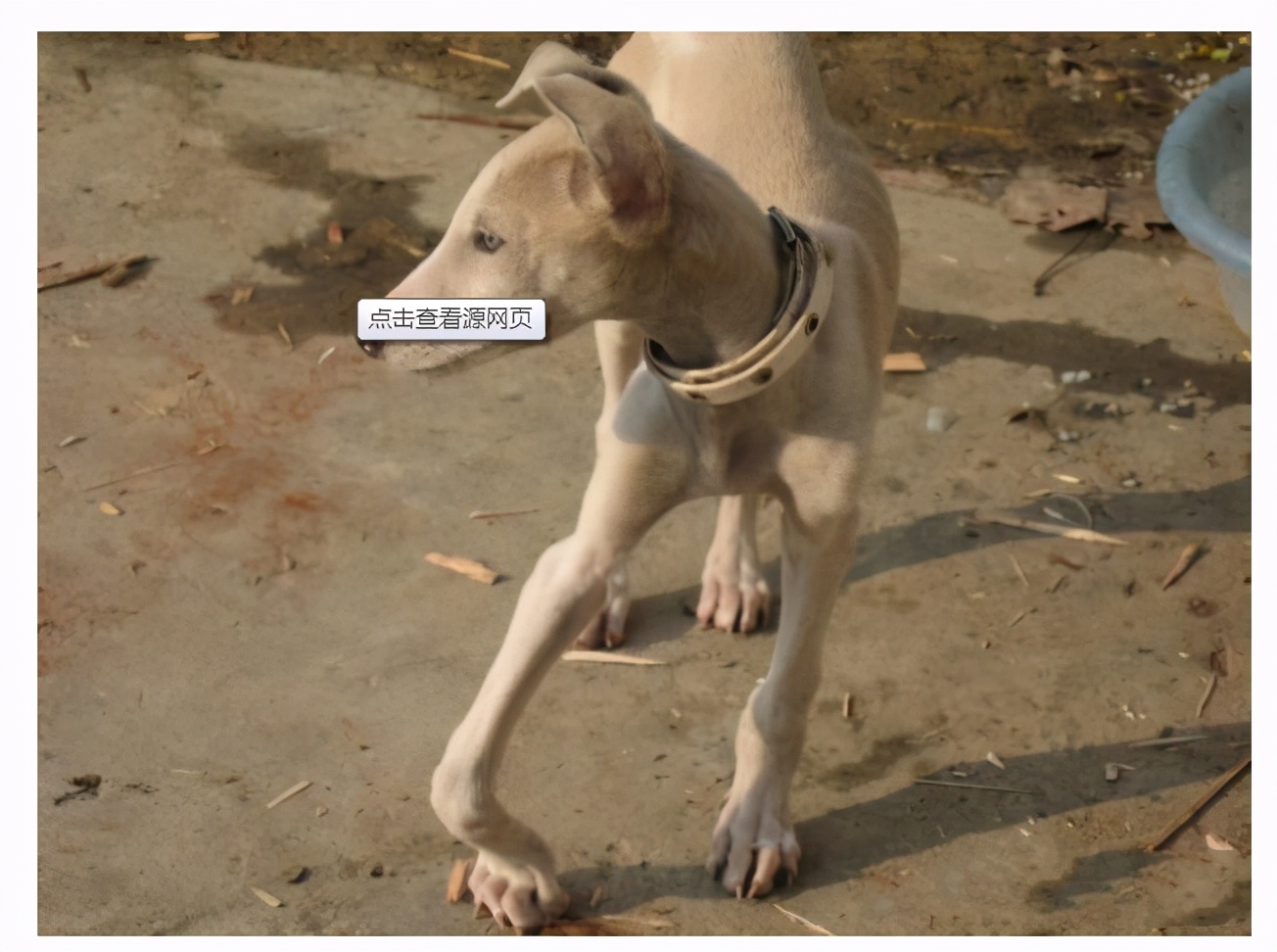 你家狗缺钙，你却还蒙在鼓里？这几点能帮到你