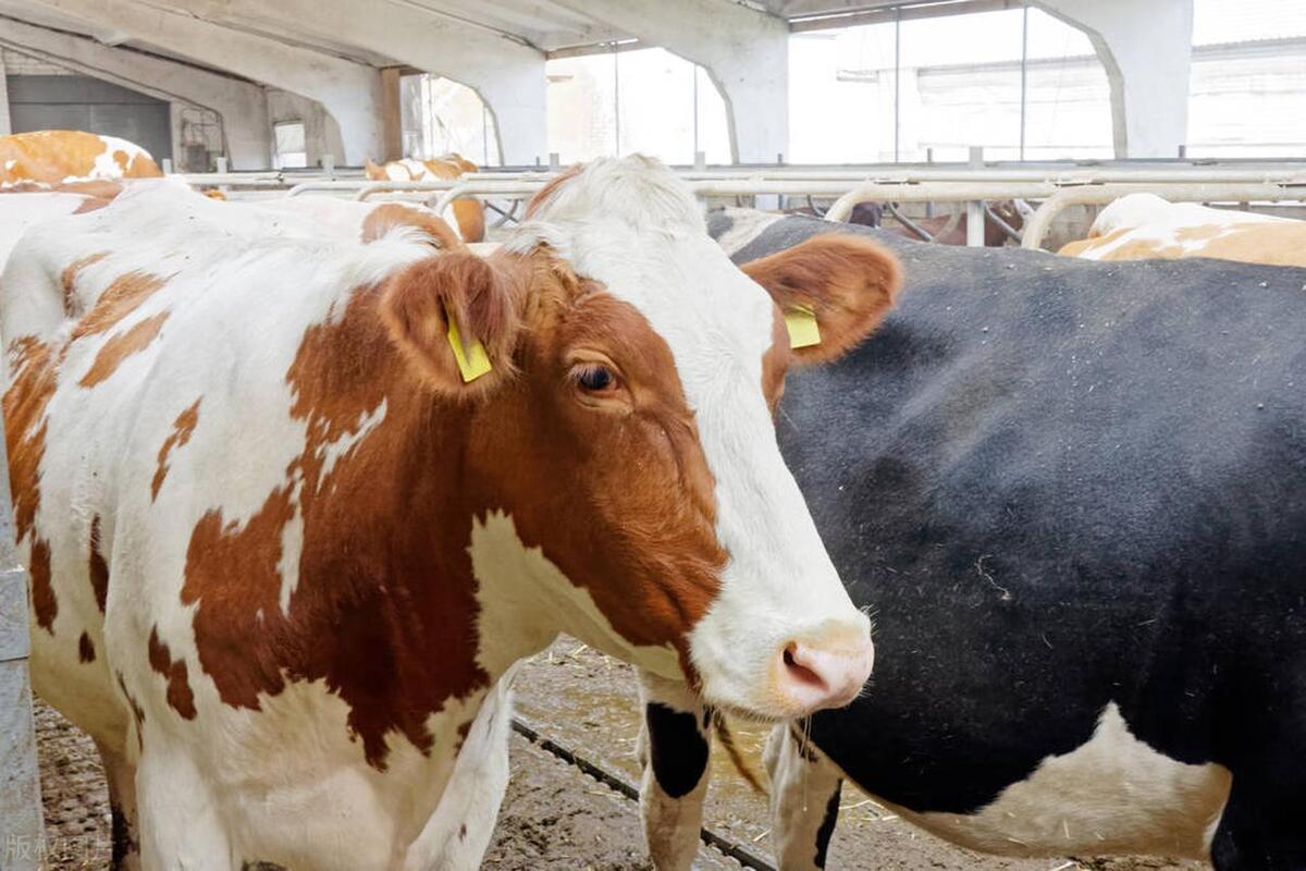 畜牧经营管理如何打造国际竞争力,如何提升畜牧产业竞争力