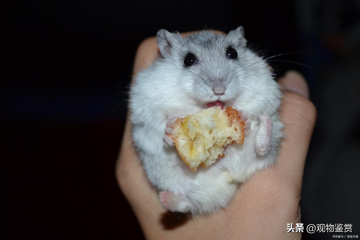 仓鼠打架出血了怎么处理,仓鼠打架为什么会被咬出血