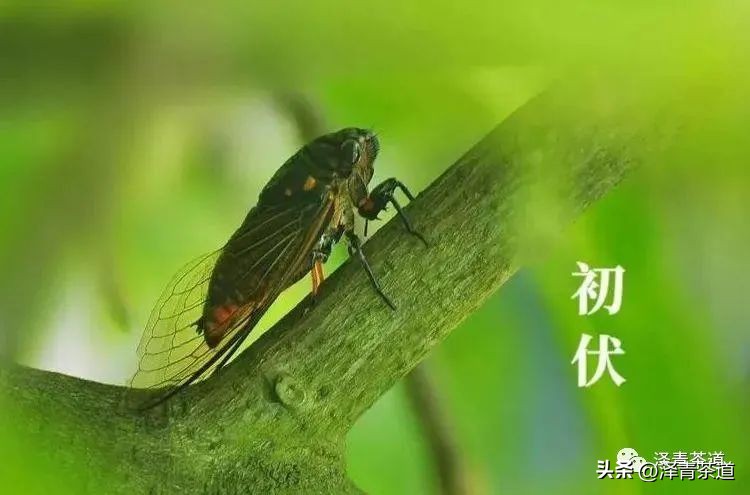 三伏天一定要知道的健康小知识,三伏天健康攻略