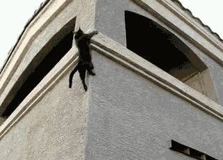 养猫产生的副作用你中招了吗,兽医对于猫的小贴士