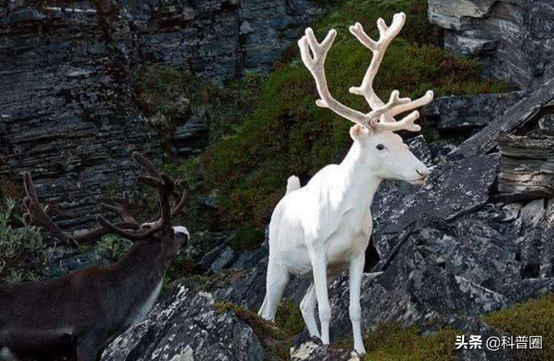 神农架深处被列为禁区的现象,神农架深处为何被列为禁区进不去
