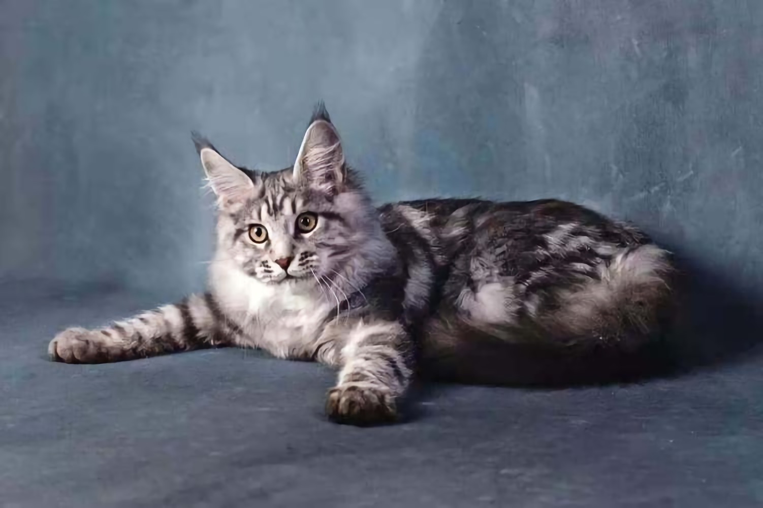 养土猫和宠物猫的区别,土猫可以当宠物猫养吗