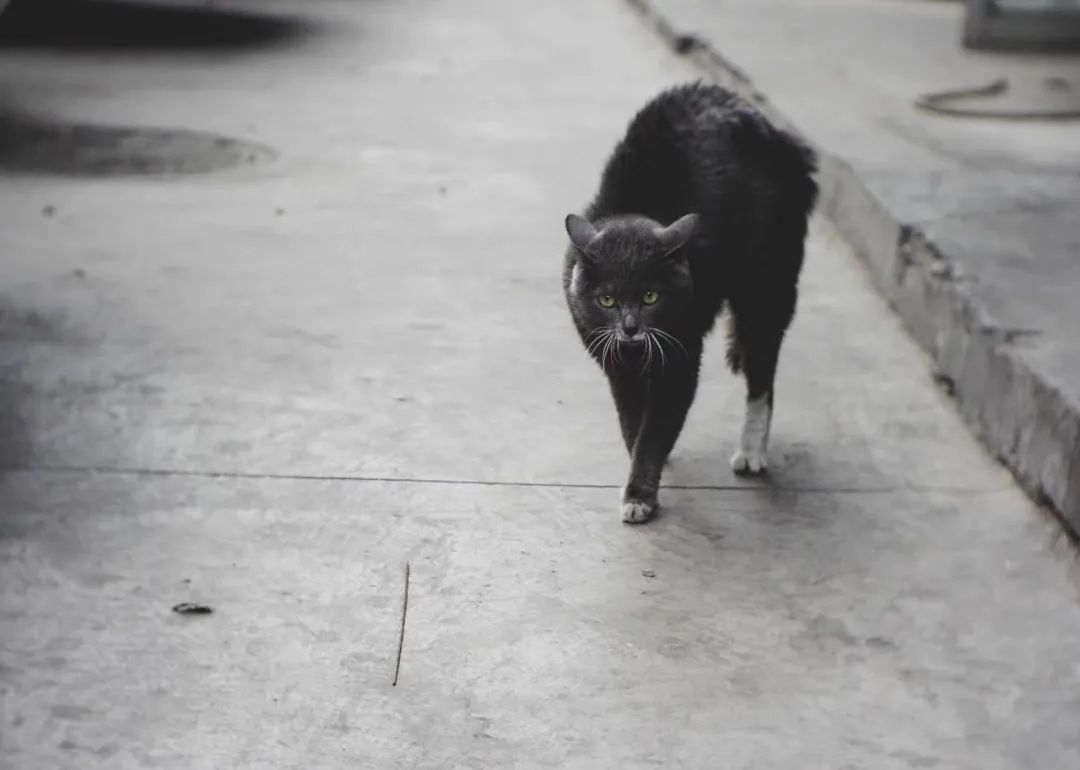 宠物市场的底层逻辑,关于宠物市场的市场分析