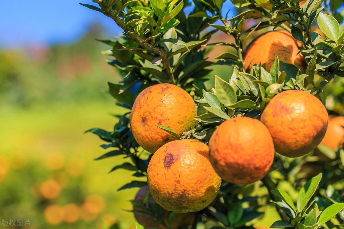 农村现在做什么行业赚钱,农村什么行业最赚钱投资小