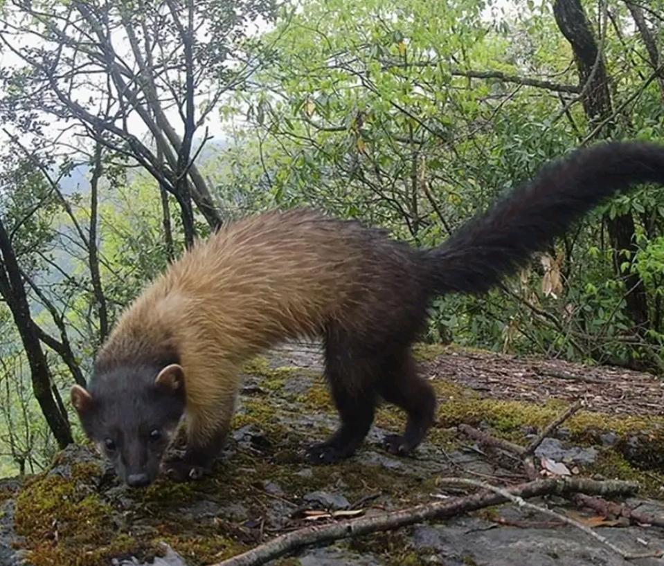 湖北出现“羌仔虎”，体型如狐外表可爱，却能单挑猴子猎杀野猪