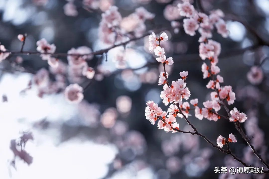 春风十里，你是我藏在梦中的欢喜