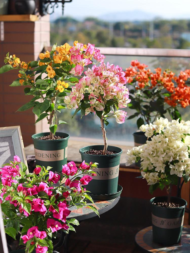 养花什么花是喜酸的,喜酸的花怎么养