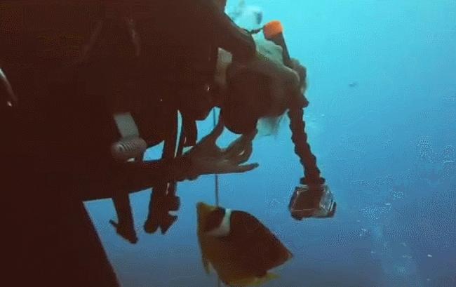 国外美女姐姐海里偶遇一只小鱼，竟引发神奇友谊！网友：前世情人