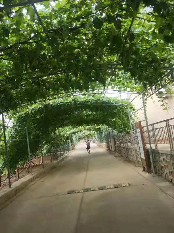 秦皇岛昌黎葡萄沟吉祥精品农家,葡萄沟翡翠轩农家院