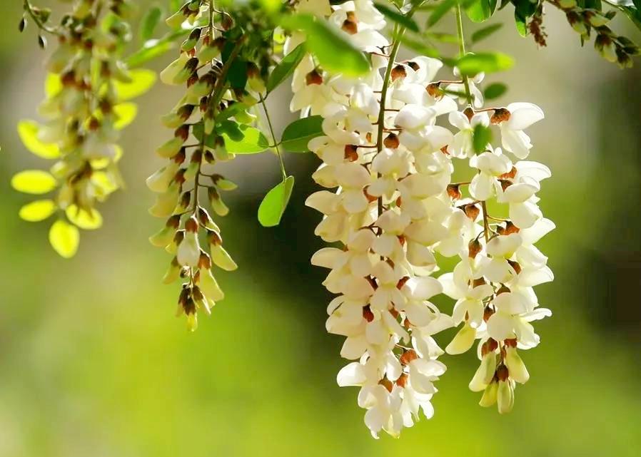 写槐花美的诗句,描写槐花清新淡雅香气四溢的诗句