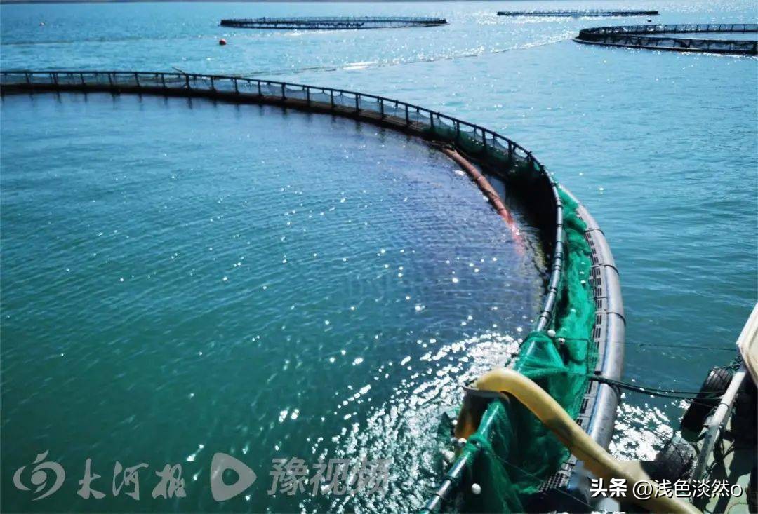 能不能生吃？河南能买到？大河报记者亲探*疆新**深山里的三文鱼渔场