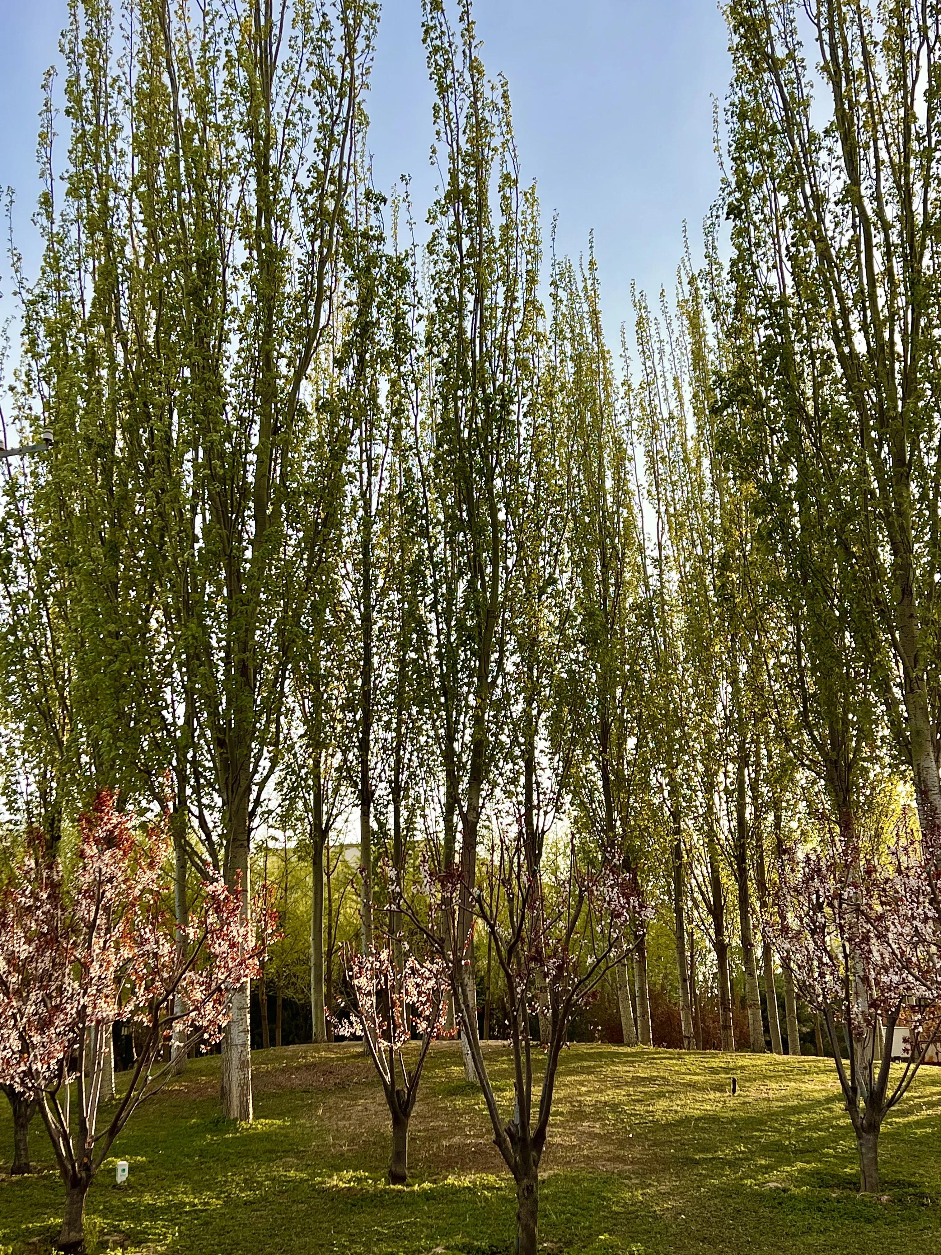 乐逍遥,乐逍遥歌曲