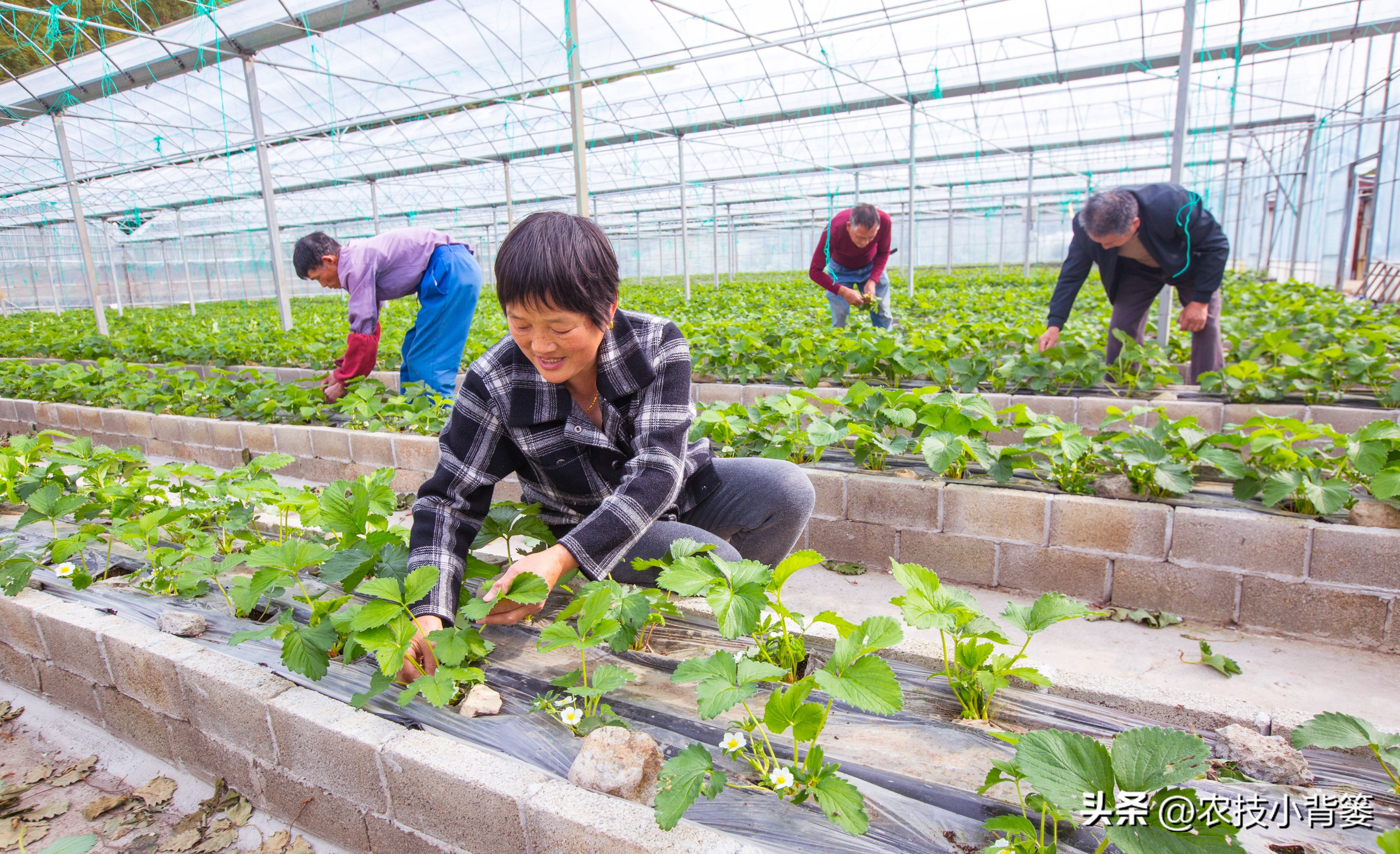 草莓的种植方法不用营养土种草莓,种草莓如果草莓苗有根如何种植