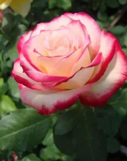 一朵玫瑰花唯美图片大全,分享一组绝美花图