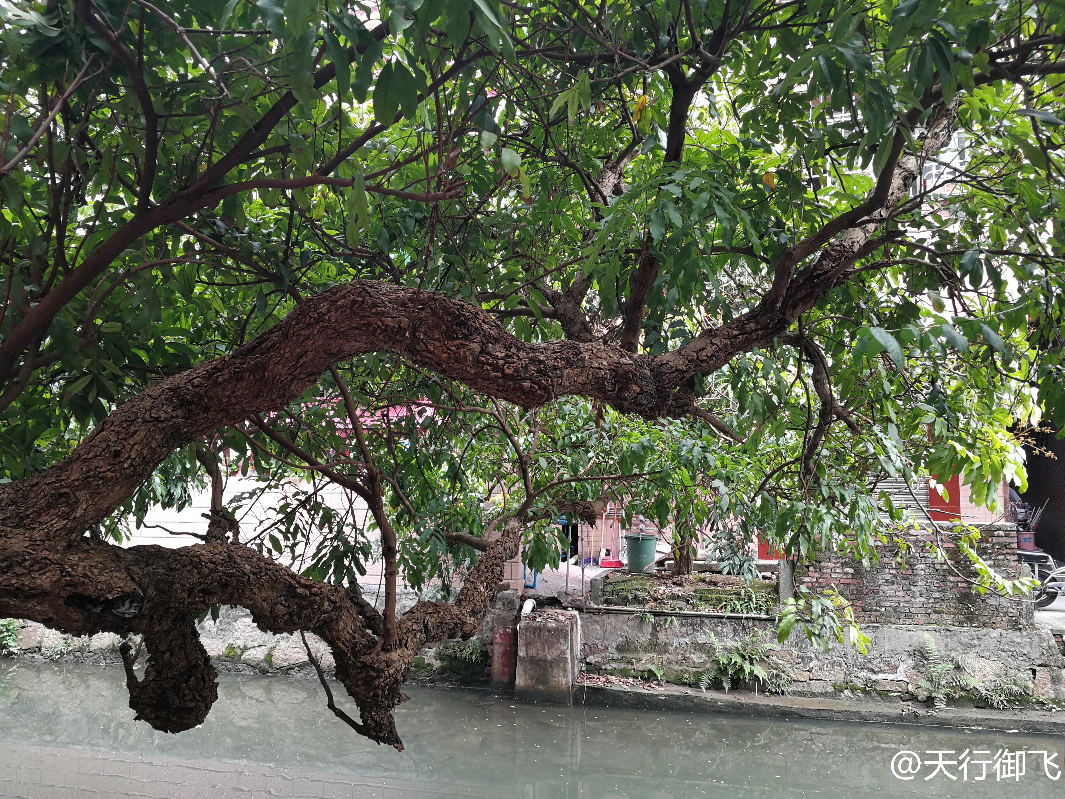小洲村旅游景点地图,小洲村一日游最佳攻略