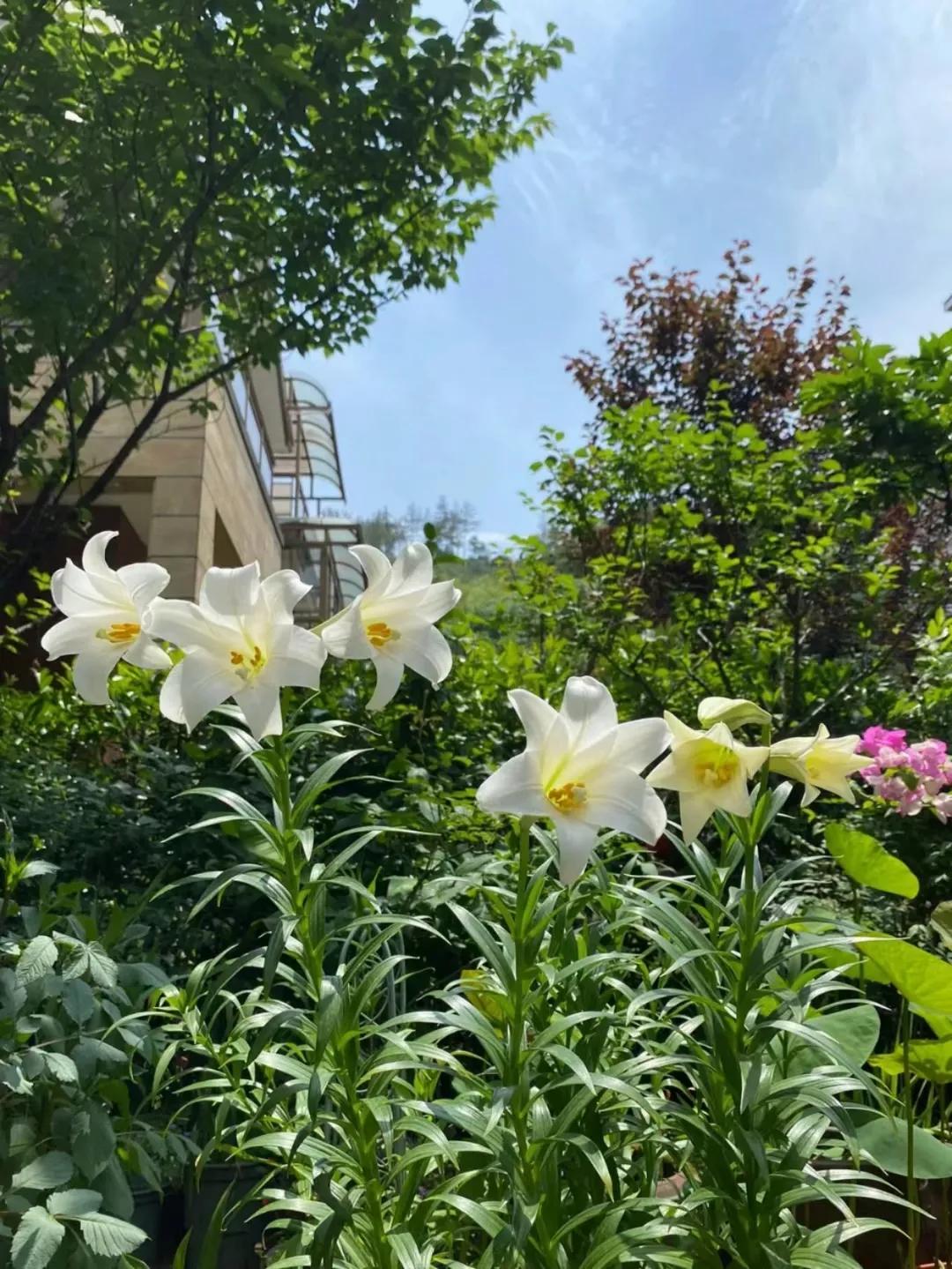 七律秋风古诗句,一宿秋风未觉凉朗诵