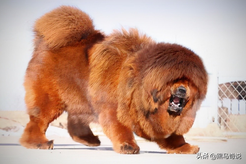濒临灭绝藏獒,藏獒濒临灭绝
