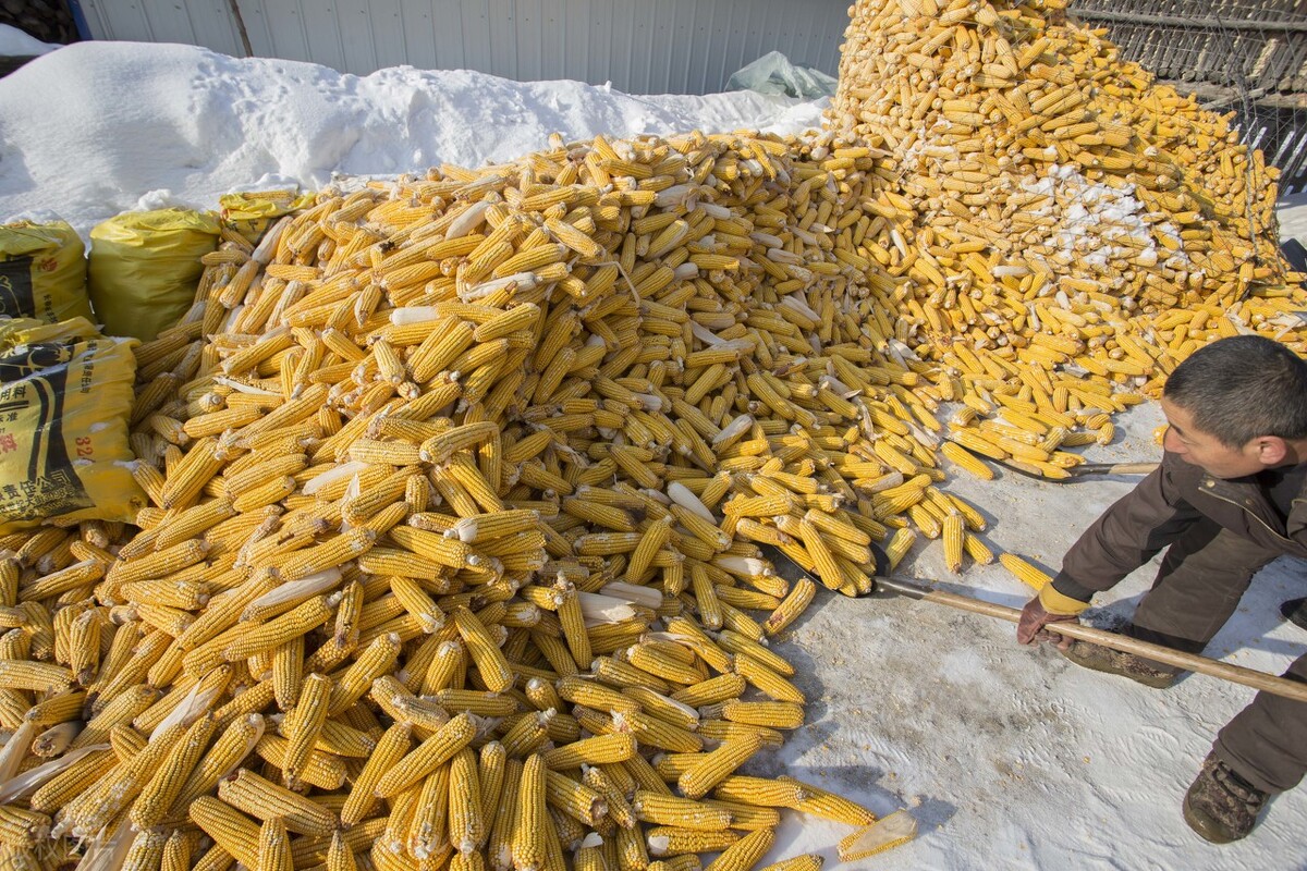 正月十八，东北玉米终于“开门红”！几十家企业涨价收购玉米