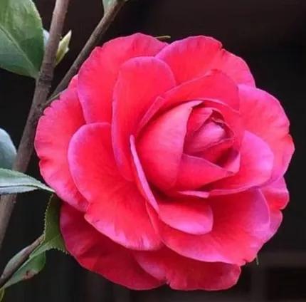 波浪山茶花,海岛山茶花