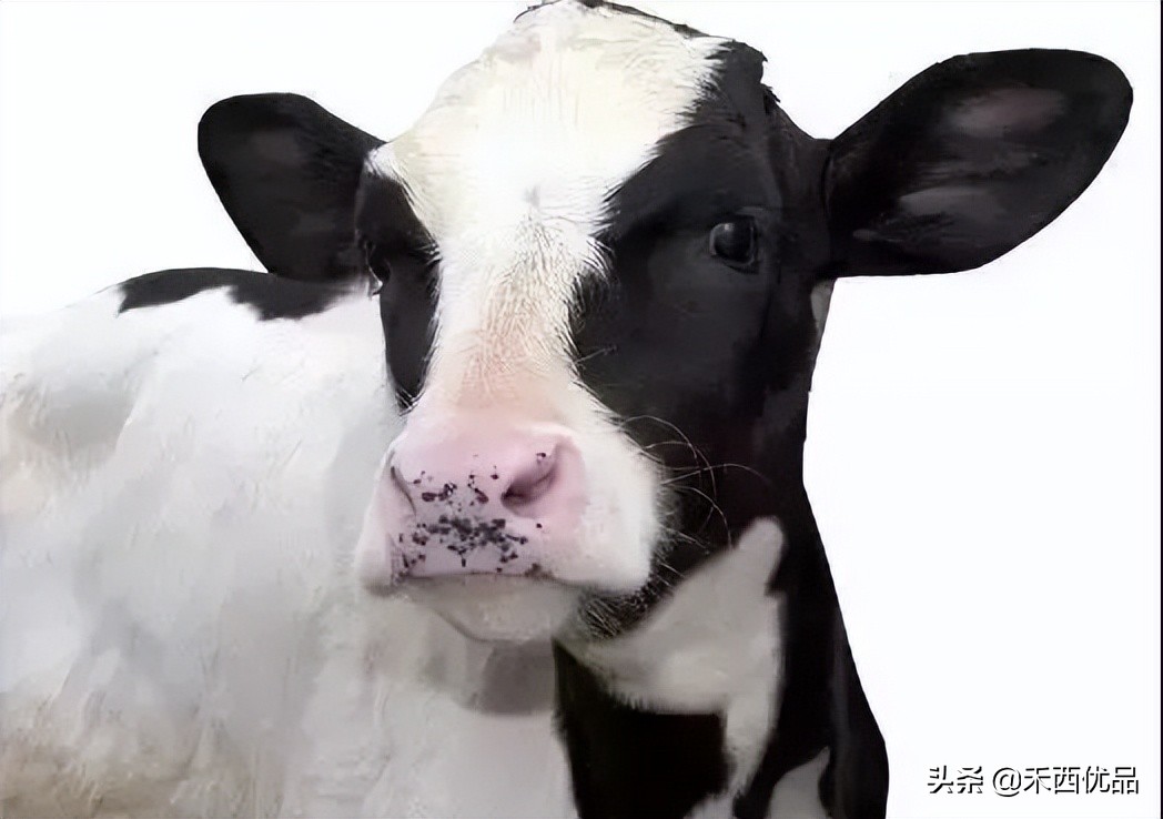 奶牛养殖何去何从,奶牛养殖现状