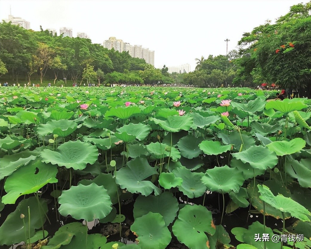 独家揭秘南国花城夏季四季惊艳