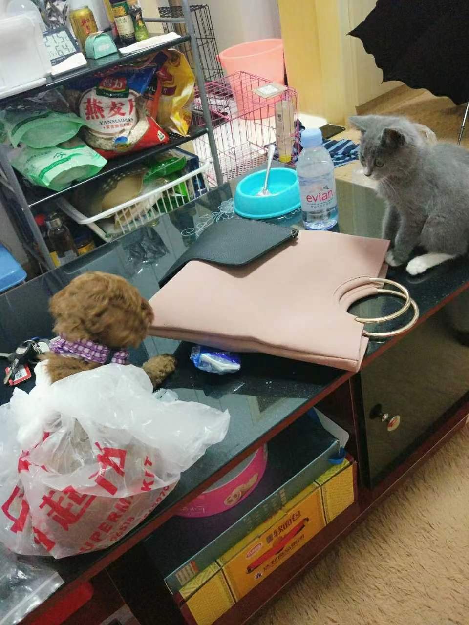 养猫记全集播放,恋猫记2