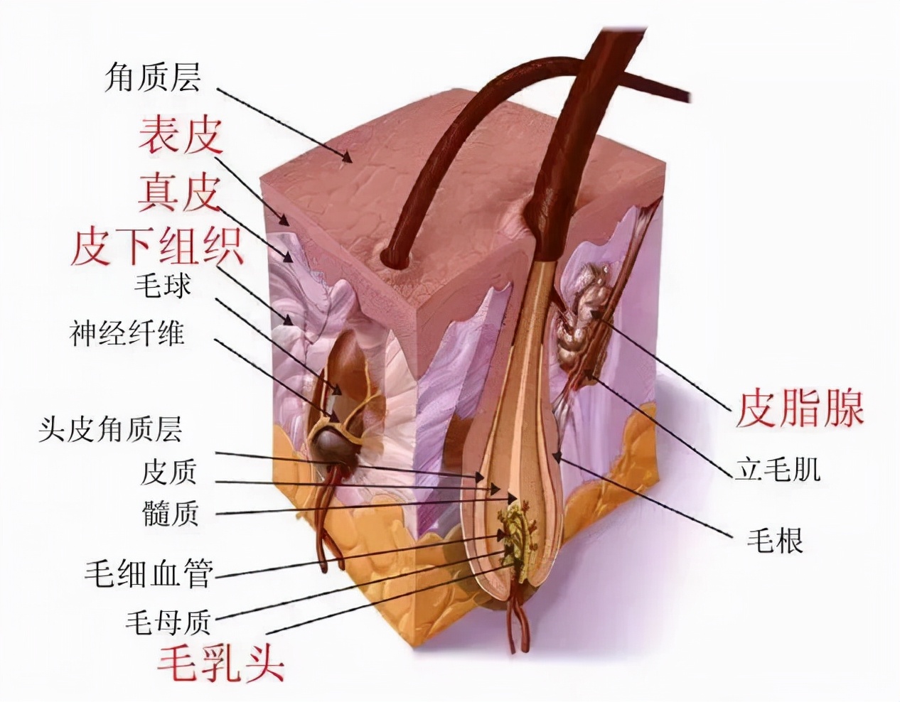 别人脱单你脱发,年轻人脱单脱发