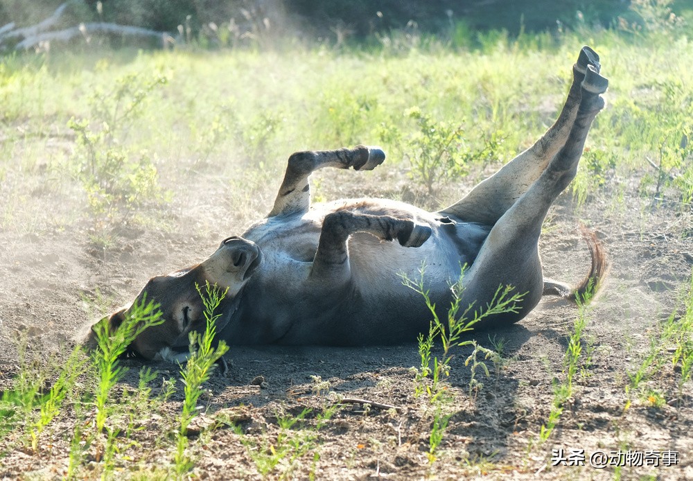 懒马吃得比驴好，气得驴不吃不喝不干活，姥爷一拍桌子：看我的