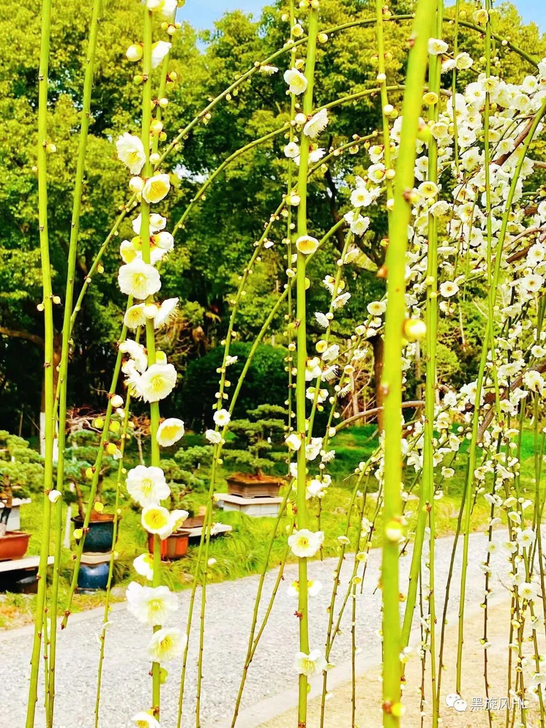 上海莘庄赏梅,新年莘庄梅园赏梅