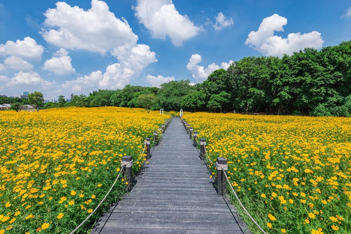 广州最美的公园是哪个公园,广州风景最美的十大公园