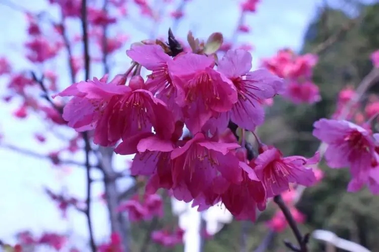 去厦门不要错过的地铁,厦门地铁哪一条适合旅游