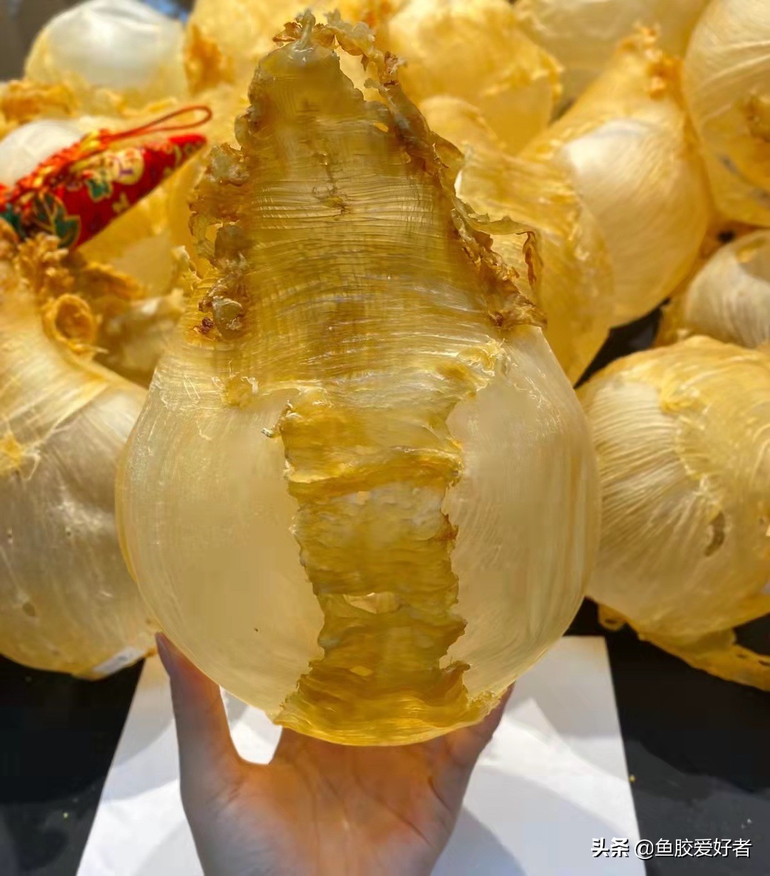 最全鱼胶品种大全,值得收藏的鱼胶品种