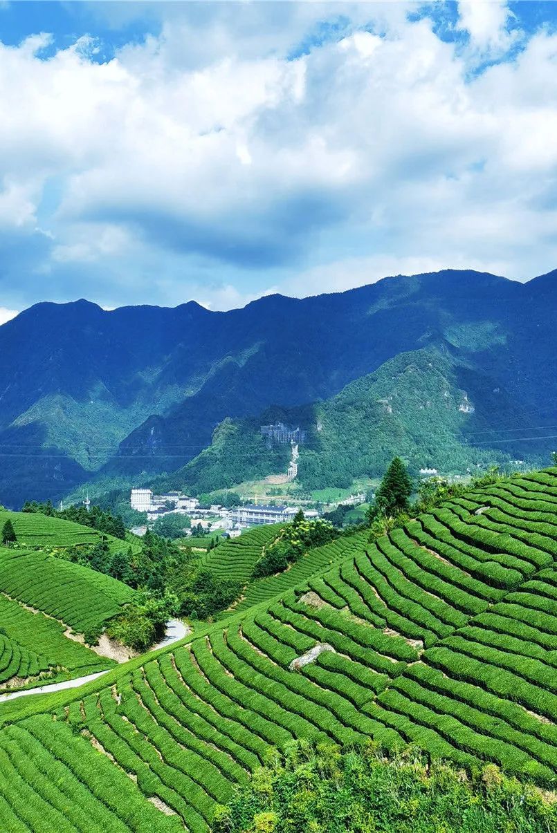 最好的湖北茶,值得收藏的绿茶口粮茶