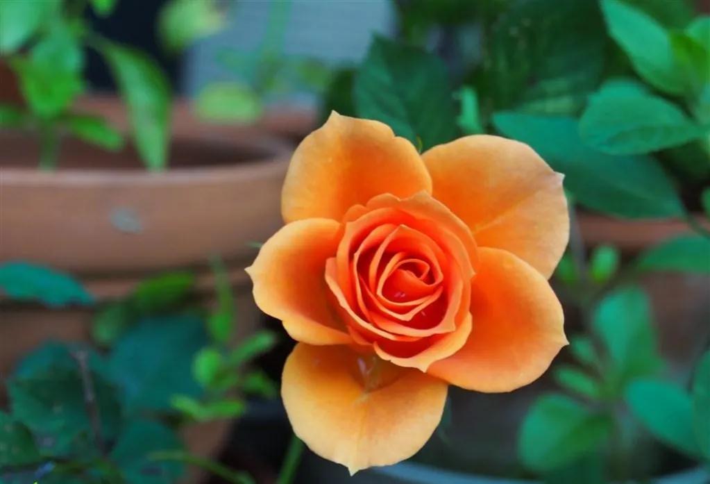 小王子玫瑰花朋友圈背景图,背景图玫瑰花系列高级感