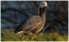 鸟类在分类学中统称为什么,鸟纲分类总表