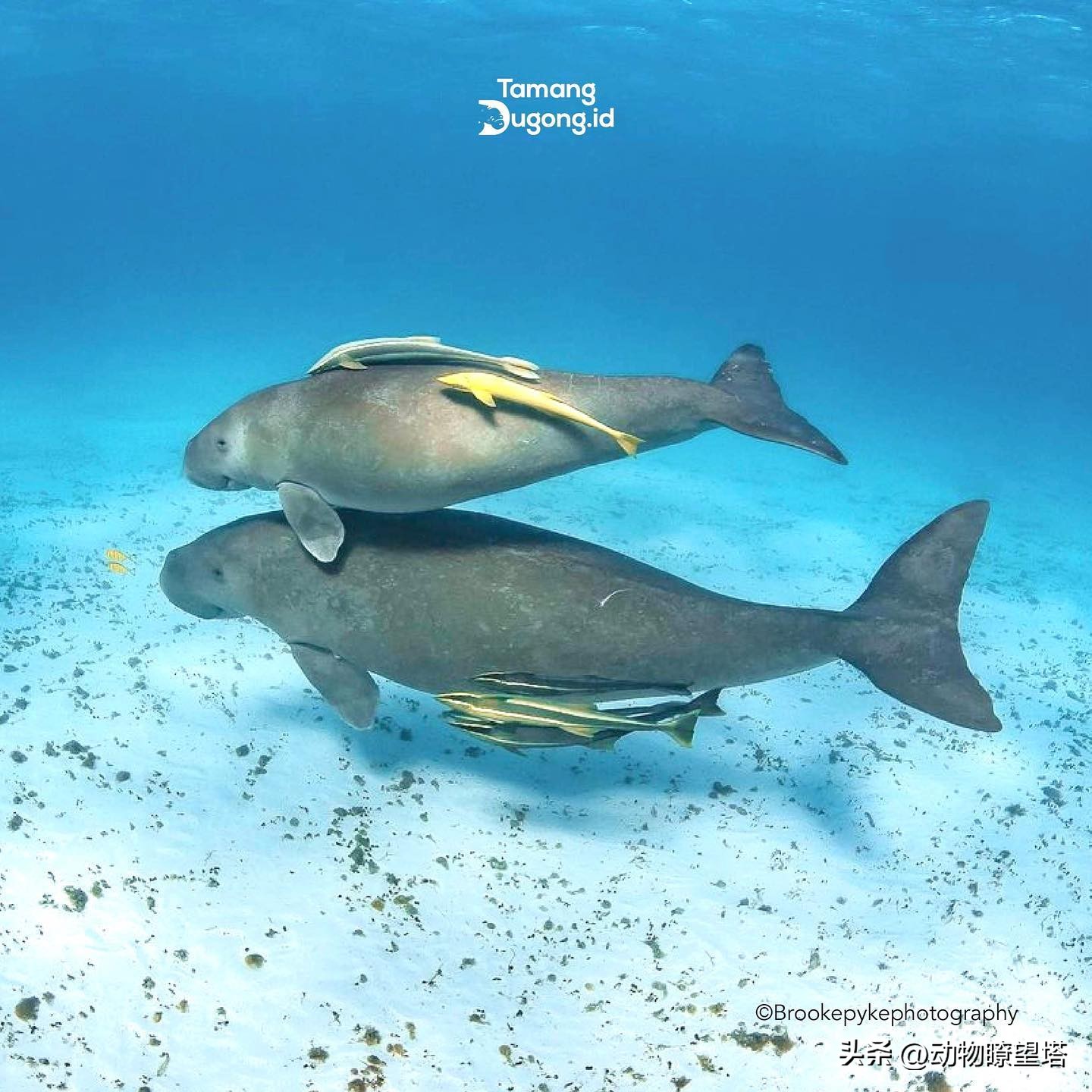 巨型儒艮灭绝,儒艮为什么遭到大量捕杀