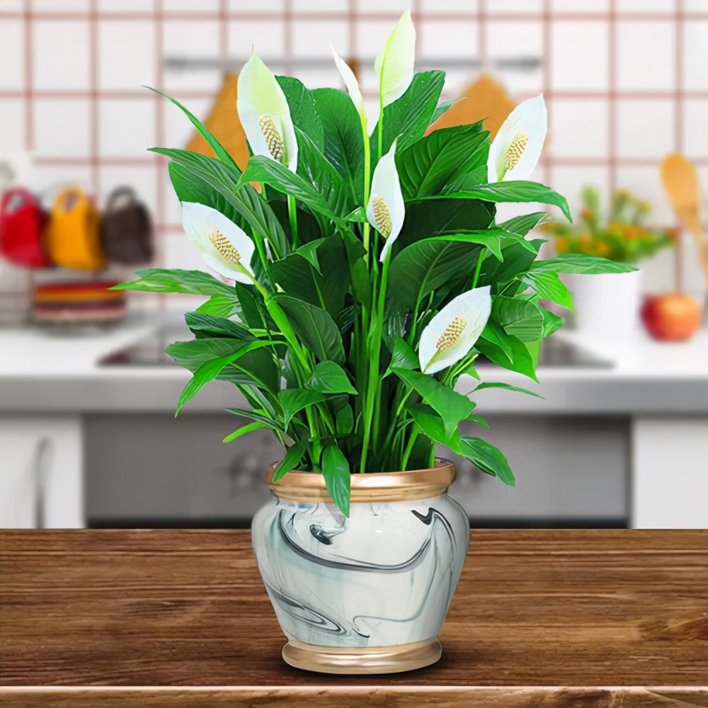 家里光照不足养的花,家里光照不足养什么植物